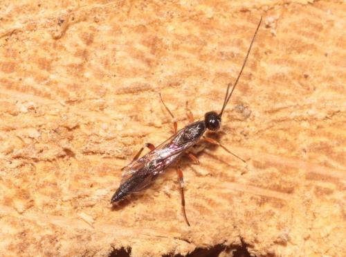 Réf. 289 684 : Xorides praecatorius